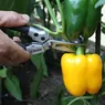 DP42-Compact-Snips-use1