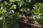 Multibar-Camo-Irritec-BR-3
