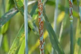 1200px-Stem_rust_close_up